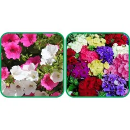 Aero Seeds 50 Pcs Mix Color Philox &a; 50 Pcs Petunia Flower Seeds Combo-image-92