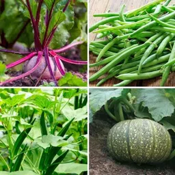Only For Organic 50g 4-in-1 Lady Finger, Beetroot, French Beans &a; Pumpkin Vegetable Seeds Set-image-61