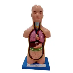 WKM PVC Multicolour Human Torso Model with Base &a; Detachable Parts-31