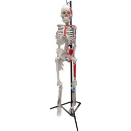 5ft PVC Multicolour Human Skeleton Model-26