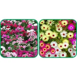 Aero Seeds 50 Pcs Mix Color Ice Flower &a; 50 Pcs Dianthus Flower Seeds Combo-image-90