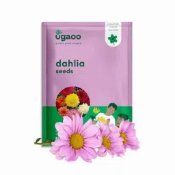 Ugaoo 1kg Flower Dahlia Seeds, NUFSO035-image-9