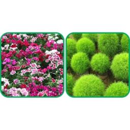 Aero Seeds 50 Pcs Kochia &a; 50 Pcs Mix Color Dianthus Flower Seeds Combo-image-56