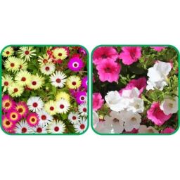 Aero Seeds 50 Pcs Mix Color Petunia &a; 50 Pcs Dahlia Top Star Flower Seeds Combo-image-71