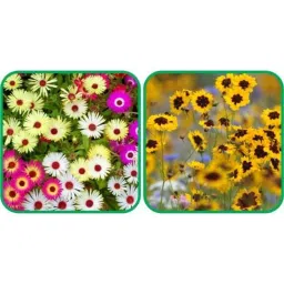 Aero Seeds 50 Pcs Mix Colour Calliopsis (Tinctoria) &a; 50 Pcs Ice Flower Seeds Combo-image-74