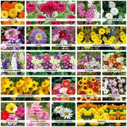 Only For Organic 50g 20 Varieties Flower Seeds, OFO_FLR0020-image-15