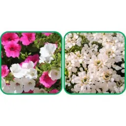 Aero Seeds 50 Pcs Mix Color Candytuft &a; 50 Pcs Petunia Flower Seeds Combo-picture-22