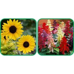 Aero Seeds 50 Pcs Mix Color Salvia &a; 50 Pcs Poppy Iceland Flower Seeds Combo-image-53