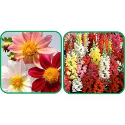 Aero Seeds 50 Pcs Mix Color Antirrhinum &a; 50 Pcs Dahlia Top Star Flower Seeds Combo-image-68