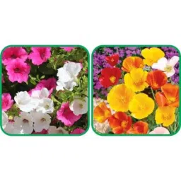 Aero Seeds 50 Pcs Mix Color Poppy California &a; 50 Pcs Petunia Flower Seeds Combo-image-41