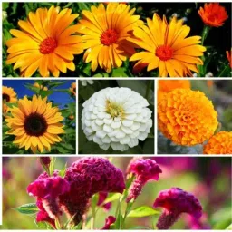Only For Organic 50g 5 Varieties Flower Seeds for Home Gardening, OFOFLR05-image-90
