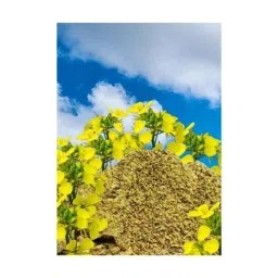 Only For Organic 900g Mustard Oil Cake Powder, OFOMC900-image-26