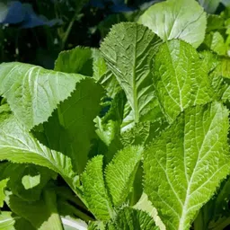 Only For Organic 50g Musturd Seeds for Agriculture-image-50