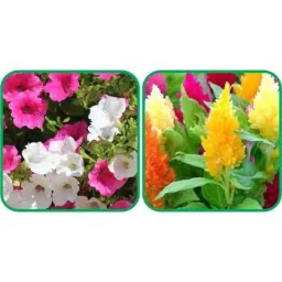 Aero Seeds 50 Pcs Mix Color Closia Pulmosa &a; 50 Pcs Petunia Flower Seeds Combo-picture-20
