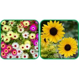 Aero Seeds 50 Pcs Sunflower Tall &a; 50 Pcs Mix Colour Dahlia Top Star Flower Seeds Combo-image-87