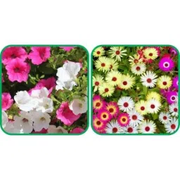Aero Seeds 50 Pcs Mix Color Ice Flower &a; Petunia Flower Seeds Combo-image-92