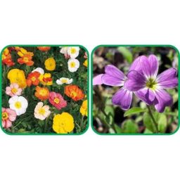 Aero Seeds 50 Pcs Mix Colour Cheiranthus Maritimus &a; 50 Pcs Poppy Iceland Flower Seeds Combo-image-78