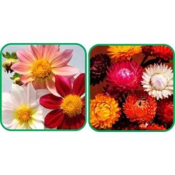 Aero Seeds 50 Pcs Mix Colour Helichrysum &a; 50 Pcs Coreopsis Flower Seeds Combo-image-60