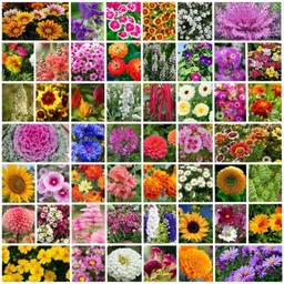 Only For Organic 50g 50 Varieties Flower Seeds for Home Gardening, OFOFLR50-image-52