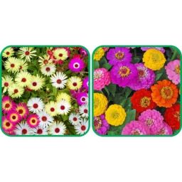 Aero Seeds 50 Pcs Mix Colour Zinnia &a; 50 Pcs Dianthus Flower Seeds Combo-image-69