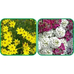 Aero Seeds 50 Pcs Mix Color Alyssum &a; 50 Pcs Coreopsis Flower Seeds Combo-picture-7