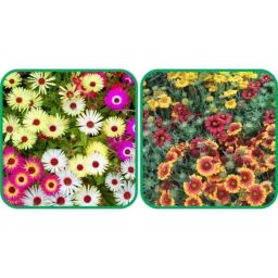 Aero Seeds 50 Pcs Mix Colour Gaillardia Aristata &a; 50 Pcs Dianthus Flower Seeds Combo-image-58