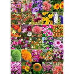 Only For Organic 330g Flower Seeds with Cocopeat Block-image-39