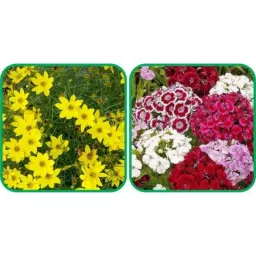 Aero Seeds 50 Pcs Sunflower Tall &a; 50 Pcs Mix Color Poppy Iceland Flower Seeds Combo-picture-36
