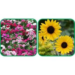 Aero Seeds 50 Pcs Sunflower Tall &a; 50 Pcs Mix Color Dianthus Flower Seeds Combo-image-56