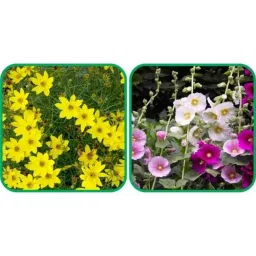 Aero Seeds 50 Pcs Mix Colour Helichrysum &a; 50 Pcs Sunflower Tall Flower Seeds Combo-image-33