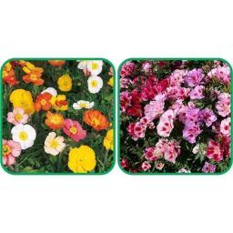 Aero Seeds 50 Pcs Mix Colour Clarkia &a; 50 Pcs Poppy Iceland Flower Seeds Combo-image-28