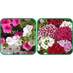 Aero Seeds 50 Pcs Mix Color Sweet William &a; 50 Pcs Petunia Flower Seeds Combo-image-96