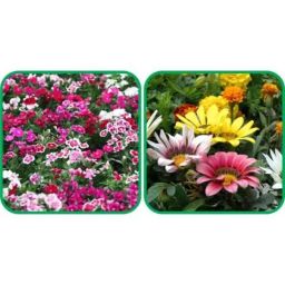 Aero Seeds 50 Pcs Mix Color Gazania &a; 50 Pcs Dianthus Flower Seeds Combo-image-64