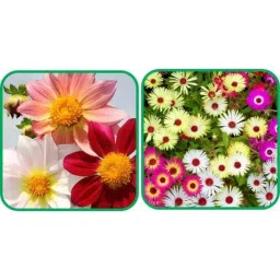 Aero Seeds 50 Pcs Mix Colour Ice Flower &a; 50 Pcs Coreopsis Flower Seeds Combo-image-93