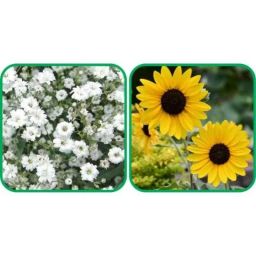 Aero Seeds 50 Pcs Sunflower Tall &a; 50 Pcs White Gypsophila Elegans Flower Seeds Combo-image-68