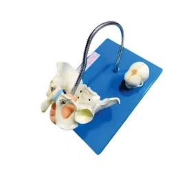 Artsy PVC Birth Demonstration Model with Pelvis &a; Foetal Skull, 25-AKTV-PPLT-15