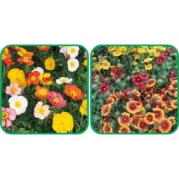 Aero Seeds 50 Pcs Mix Colour Gaillardia Aristata &a; 50 Pcs Ice Flower Seeds Combo-image-71