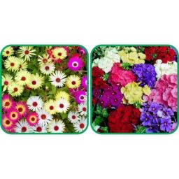 Aero Seeds 50 Pcs Mix Colour Philox &a; 50 Pcs Dianthus Flower Seeds Combo-image-54