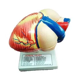 WKM Polyfiber Resin Human Heart Dissectible Model for Detailed Study-40
