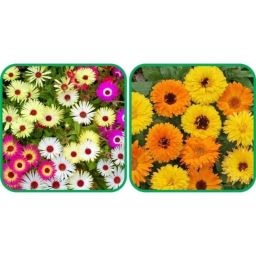 Aero Seeds 50 Pcs Mix Color Calendula &a; 50 Pcs Ice Flower Seeds Combo-image-71