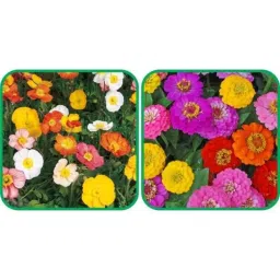 Aero Seeds 50 Pcs Mix Colour Zinnia &a; 50 Pcs Ice Flower Seeds Combo-image-74