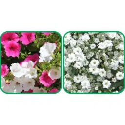 Aero Seeds 50 Pcs White Gypsophila Elegans &a; 50 Pcs Petunia Flower Seeds Combo-image-85