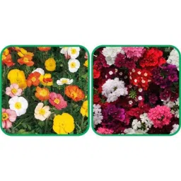 Aero Seeds 50 Pcs Mix Colour Verbena &a; 50 Pcs Ice Flower Seeds Combo-image-61