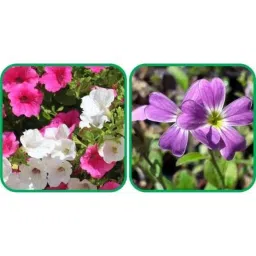 Aero Seeds 50 Pcs Mix Color Cheiranthus Maritimus &a; 50 Pcs Petunia Flower Seeds Combo-picture-42
