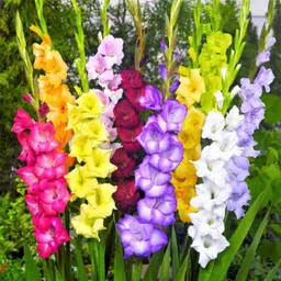 Only For Organic 10 Multicolor Flower Bulbs for Home Gardening, OFOGB010-image-79