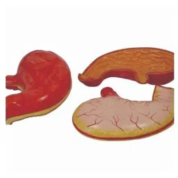 Artsy PVC Human Anatomy Stomach Model with Keycard, 2L-QNXH-3WXI-19