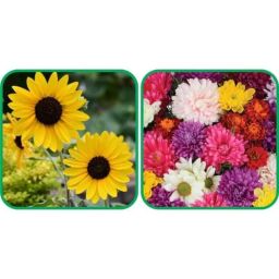 Aero Seeds 50 Pcs Mix Color Chrysanthemum &a; 50 Pcs Sunflower Tall Flower Seeds Combo-image-95