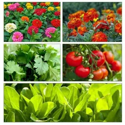 Only For Organic 50g 5 Varieties Flower &a; Vegetable Seeds Combo, OFOMXVF05-image-20