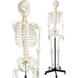 WKM 85cm Plastic Skeleton Model for Anatomy Study-21