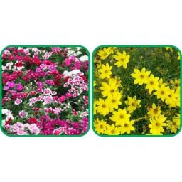Aero Seeds 50 Pcs Mix Color Coreopsis &a; 50 Pcs Dianthus Flower Seeds Combo-image-69